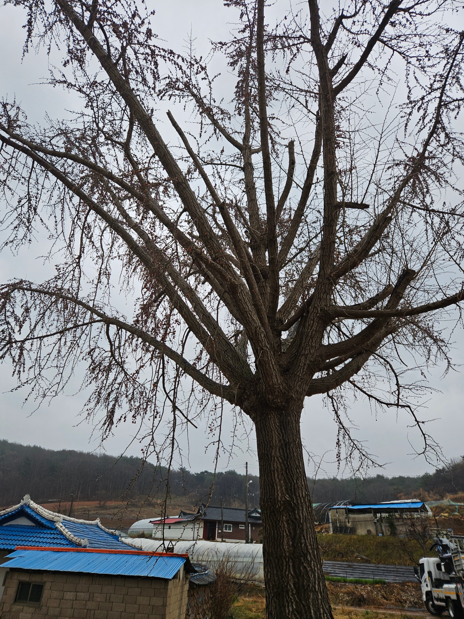 주택 주변에 자란 큰 은행나무